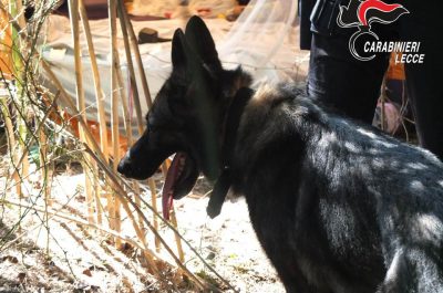 Arresti e sequestri di droga, continuano i controlli dei carabinieri: arresti e denunce - Corriere Salentino