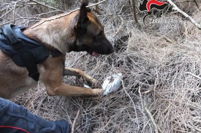 Arresti e sequestri di droga, continuano i controlli dei carabinieri: arresti e denunce - Corriere Salentino