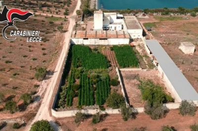 Salento alias Jamaica, drone scova maxi piantagione: sequestrate 2000 piante, in manette 45enne - Corriere Salentino