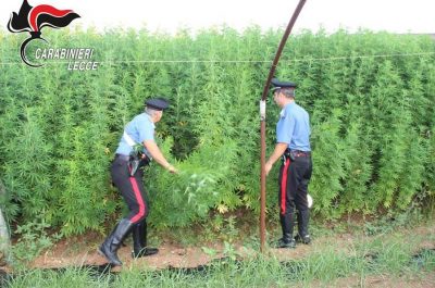 Salento alias Jamaica, drone scova maxi piantagione: sequestrate 2000 piante, in manette 45enne - Corriere Salentino