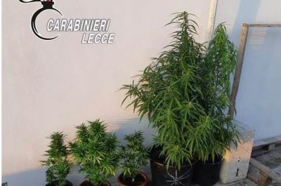 Pollice verde per la marijuana, un arresto ed una denuncia - Corriere Salentino