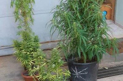 Pollice verde per la marijuana, un arresto ed una denuncia - Corriere Salentino