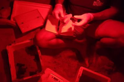 Torre Chianca, si schiudono le uova della tartaruga Caretta caretta - Corriere Salentino