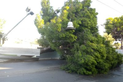 Pioggia e vento, tragedia sfiorata a Lecce per la caduta di un pino secolare - Corriere Salentino