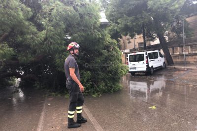 Pioggia e vento, tragedia sfiorata a Lecce per la caduta di un pino secolare - Corriere Salentino