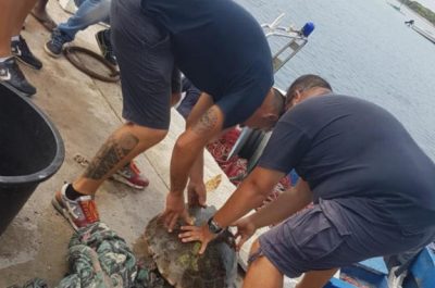 Tartaruga Caretta salvata da pescatore - Corriere Salentino