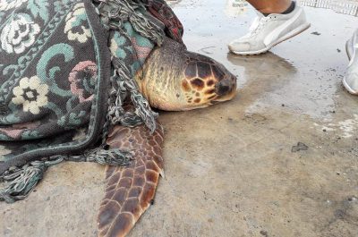 Tartaruga Caretta salvata da pescatore - Corriere Salentino
