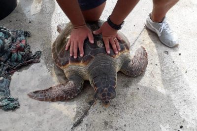 Tartaruga Caretta salvata da pescatore - Corriere Salentino