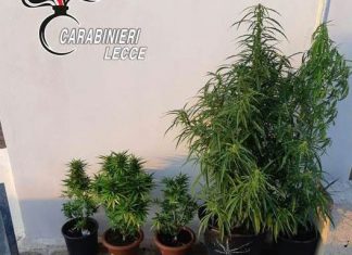 Pollice verde per la marijuana, un arresto ed una denuncia