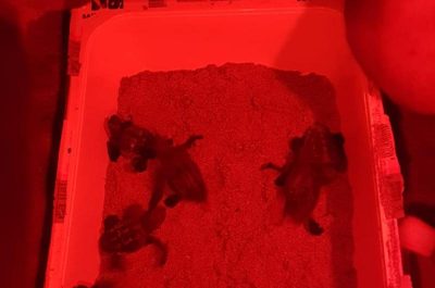 Torre Chianca, si schiudono le uova della tartaruga Caretta caretta - Corriere Salentino