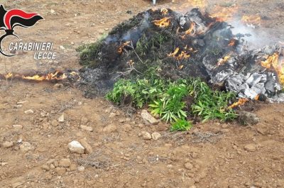 Maxi piantagione di marijauna a ridosso della 7ter, sequestate circa 500 piante - Corriere Salentino