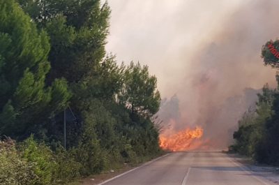 Incendio alle Cesine, in fiamme ettari di macchia mediterranea - Corriere Salentino