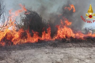 Incendio alle Cesine, in fiamme ettari di macchia mediterranea - Corriere Salentino