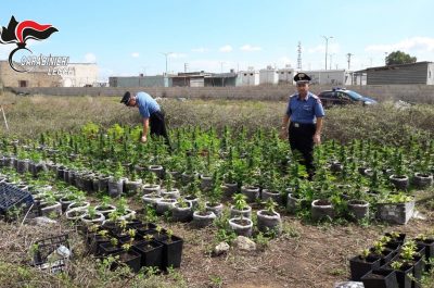 Maxi piantagione di marijauna a ridosso della 7ter, sequestate circa 500 piante - Corriere Salentino