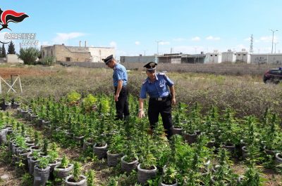 Maxi piantagione di marijauna a ridosso della 7ter, sequestate circa 500 piante - Corriere Salentino