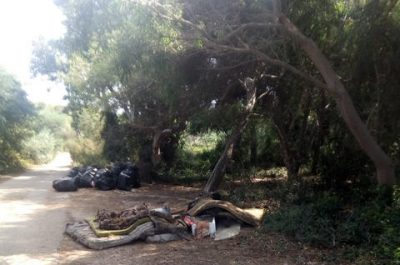 Pineta di San Cataldo ripulita dai volontari. Lo "Sportello dei Diritti": "Non si sprechi il lavoro degli ambientalisti" - Corriere Salentino