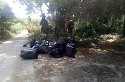 Pineta di San Cataldo ripulita dai volontari. Lo "Sportello dei Diritti": "Non si sprechi il lavoro degli ambientalisti" - Corriere Salentino