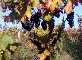 Confagricoltura Puglia: vendemmia, buona la qualità ma servono aiuti e rapida attivazione schedario viticolo