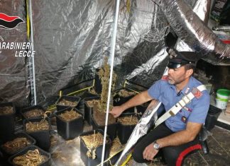 Piante di marijuana in una casa pignorata, scatta il sequestro