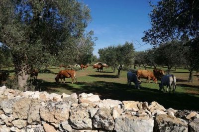 Tutto pronto per la Festa dell’Olio nuovo a Caprarica di Lecce - Corriere Salentino