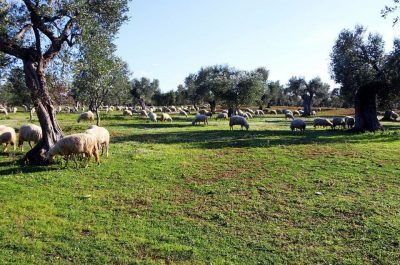 Tutto pronto per la Festa dell’Olio nuovo a Caprarica di Lecce - Corriere Salentino