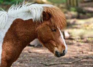 “A tutto Pony”, una giornata per i bambini al Centro Ippico Tarantino