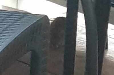 Lecce, topi grossi come gatti. Lo sconcerto dei residenti del Rione Salesiani - Corriere Salentino