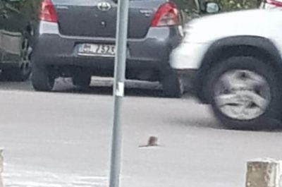 Lecce, topi grossi come gatti. Lo sconcerto dei residenti del Rione Salesiani - Corriere Salentino