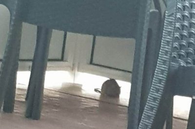 Lecce, topi grossi come gatti. Lo sconcerto dei residenti del Rione Salesiani - Corriere Salentino