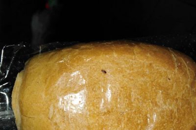 Panini con vermi serviti a mensa, scattano le ispezioni: trovati farina e panini infestati - Corriere Salentino