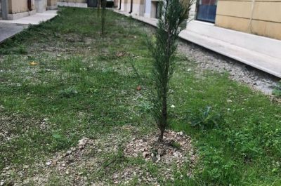 Cimitero di Nardò, piantumati 25 nuovi cipressi - Corriere Salentino