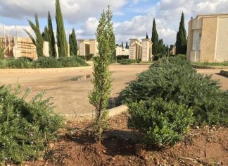 Cimitero di Nardò, piantumati 25 nuovi cipressi