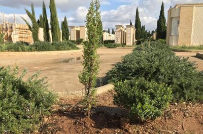 Cimitero di Nardò, piantumati 25 nuovi cipressi - Corriere Salentino
