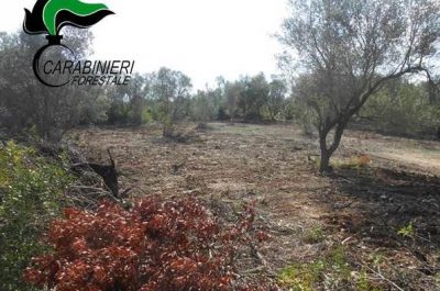 Attività venatoria non in regola, sequestri e denunce - Corriere Salentino