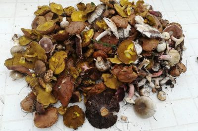 Cercano funghi nel Parco di Portoselvaggio, ma è vietato: multa di 500 euro - Corriere Salentino