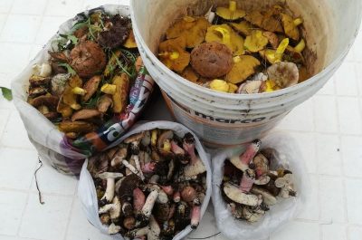 Cercano funghi nel Parco di Portoselvaggio, ma è vietato: multa di 500 euro - Corriere Salentino