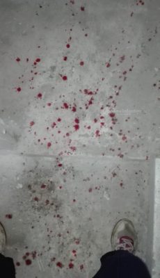 Sbattuto contro il muro di un'abitazione disabitata: atroce fine per un gattino - Corriere Salentino