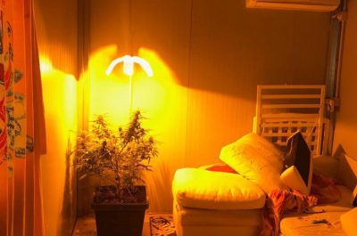 Mini serre anche nel container, blitz della Municipale al campo Panareo: sequestri e denunce - Corriere Salentino