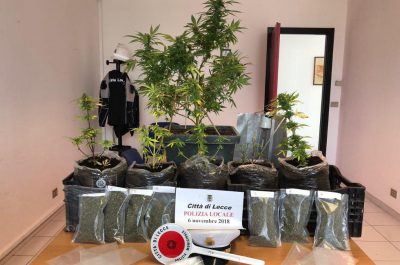 Mini serre anche nel container, blitz della Municipale al campo Panareo: sequestri e denunce - Corriere Salentino