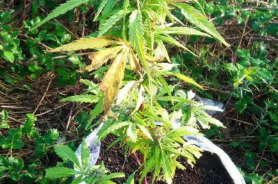 Mini serre anche nel container, blitz della Municipale al campo Panareo: sequestri e denunce - Corriere Salentino