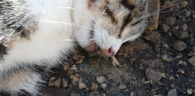 Avvelenati alcuni gatti nei pressi del cimitero, Guido: “Intervenga con urgenza il sindaco” - Corriere Salentino