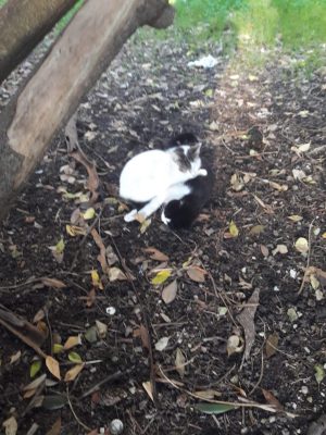 Avvelenati alcuni gatti nei pressi del cimitero, Guido: “Intervenga con urgenza il sindaco” - Corriere Salentino