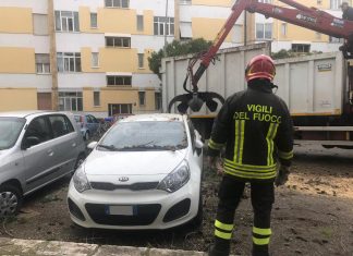 L’albero sradicato dal vento si abbatte sull’auto in sosta: paura nel quartiere Santa Rosa