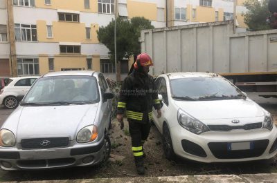 L'albero sradicato dal vento si abbatte sull'auto in sosta: paura nel quartiere Santa Rosa - Corriere Salentino