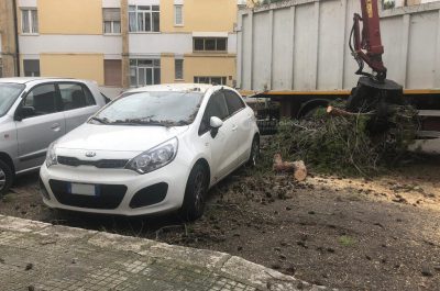L'albero sradicato dal vento si abbatte sull'auto in sosta: paura nel quartiere Santa Rosa - Corriere Salentino