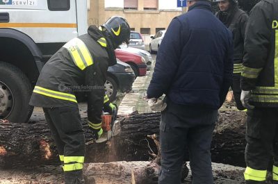 L'albero sradicato dal vento si abbatte sull'auto in sosta: paura nel quartiere Santa Rosa - Corriere Salentino