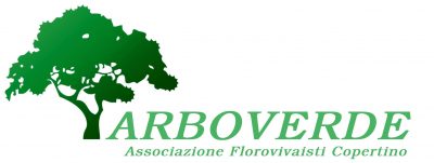 Un cedro in piazza del popolo, dono di 2 associazioni copertinesi - Corriere Salentino