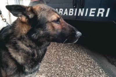 Il fiuto di "Iax" scova quasi mezzo chilo di "erba": coppia ai domiciliari, denunciato 23enne - Corriere Salentino