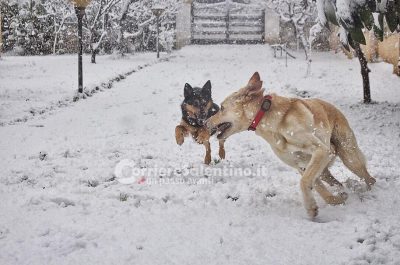 Risveglio sotto la neve per Lecce e provincia, disagi alla circolazione e molti uffici chiusi - Corriere Salentino