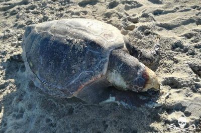 Il mare restituisce due grandi tartarughe morte a San Cataldo e alle Cesine - Corriere Salentino